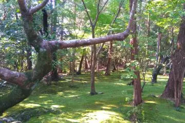 Now you see me...at Chikurinji 
