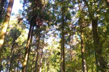 Zenrakuji scene 