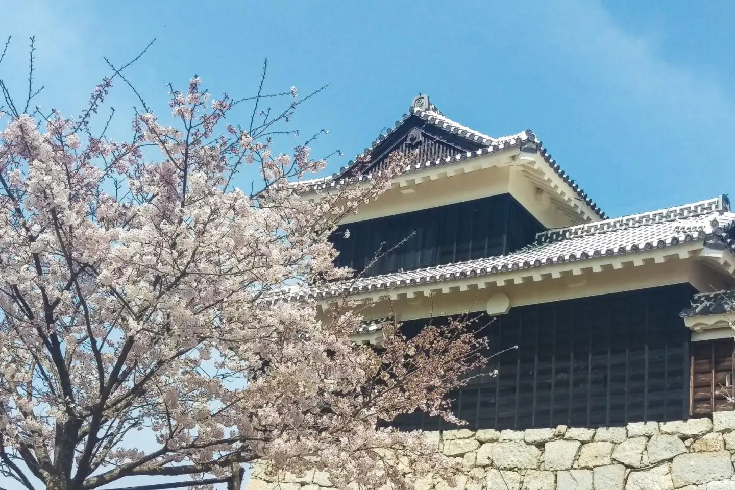 Sakura at Matsuyama Castle