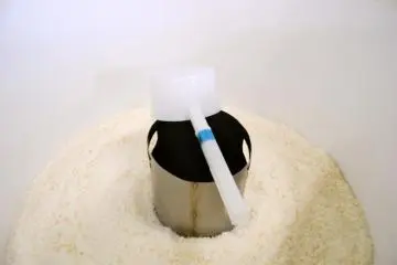 Koji Inoculation (Photo: Carrie Jacobs )