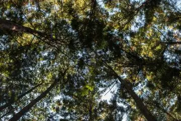 The view from below