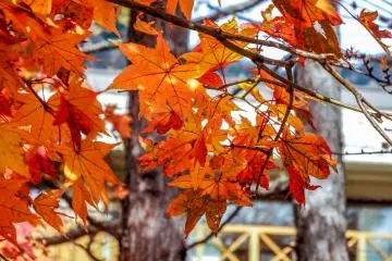  These rich colors added great vibrancy to the front of many buildings including the Yumoto hotel resort