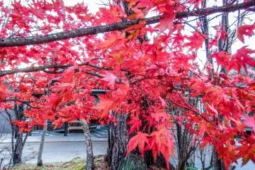  The bright colors continued when getting off the bus stop and walking up the main road towards the World Famous Heritage site