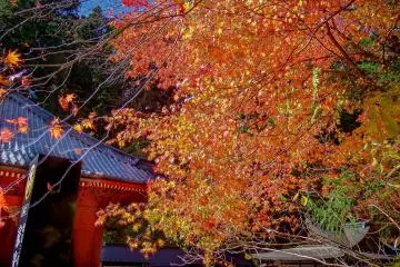 Some colorful leaves hanging over the front courtyard leading up to the World Famous Taiyuin Temple