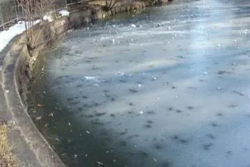 <p>Japan's first ice skating rink. You can see leaves frozen in the clear ice.</p>