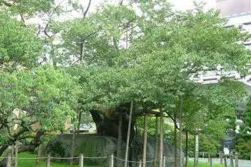 After the cherry blossom, the tree sprouts green leaves.