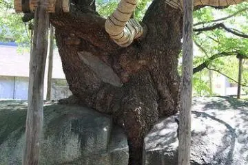 The tree grew from a microscopic crack and is now slowly conquering the rock it was born in.