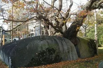 The tree takes on a new personality each season.