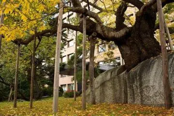 The cherry tree in autumn.