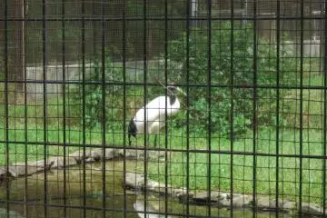 Crane Avery at Korakuen Garden