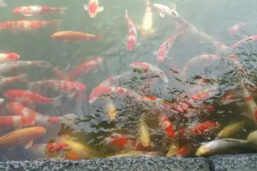 Koi at Korakuen Garden