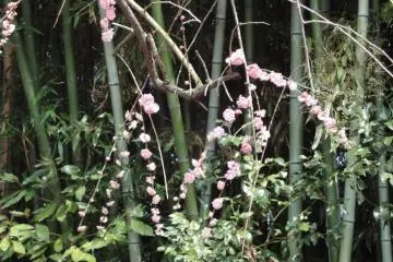 Plum Blossom Detail