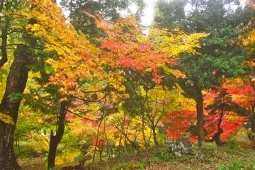 The wall of color around the pond