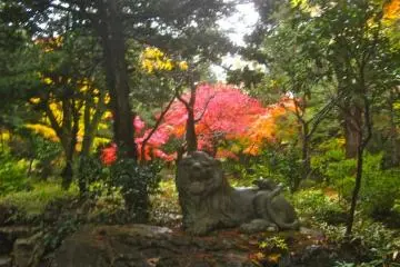 Fiery Lion