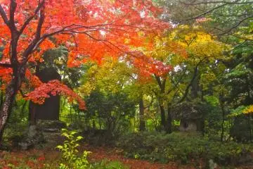 Autumn fire and a stone plaque and lantern