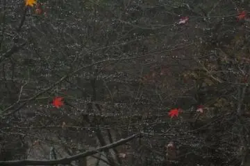 Only these leaves were left, but the bare branches provided this different look