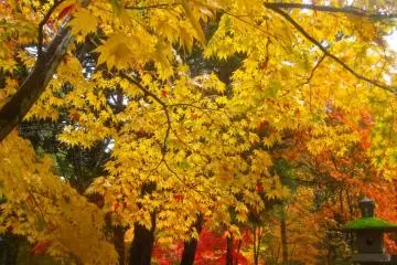Yellow ceiling