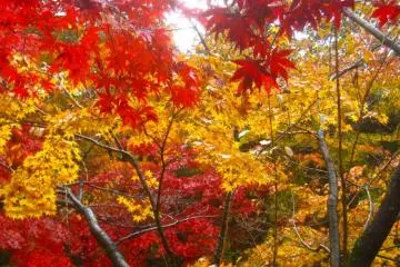 Autumn's fire up close