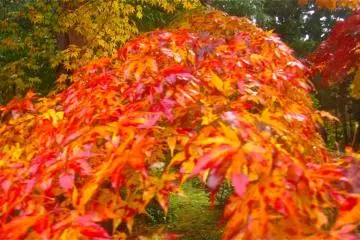 Lava leaves