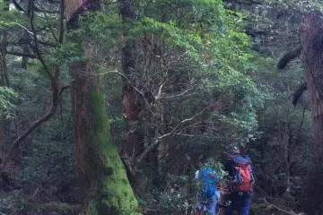 Forest area.