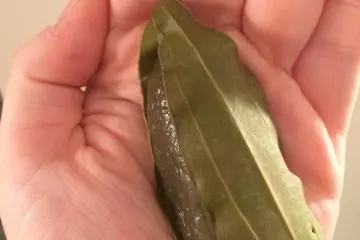A tea leaf mochi dessert.
