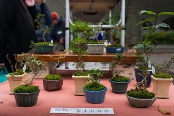 Bonsai!