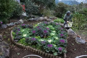 A decorative heart shaped cabbage patch, near the Aizendo Temple.