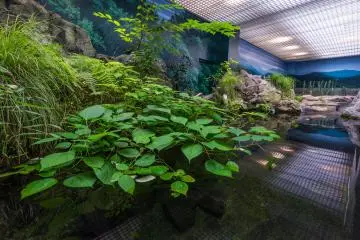 Plant life hanging over the water in one of the exhibits