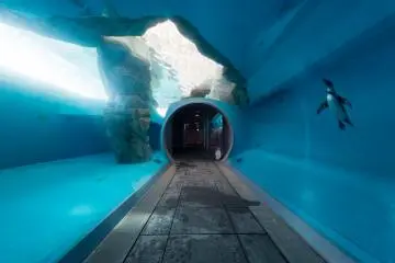 An underwater tunnel with a penguin swimming past