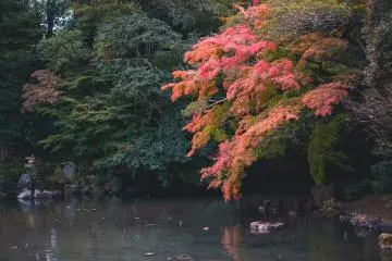 Autumn colors standing out at a corner of the garden