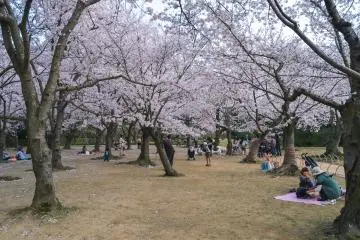 Cherry Blossom season is a great time to visit Korakuen