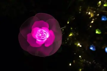 Cahaya-cahaya mawar yang cantik