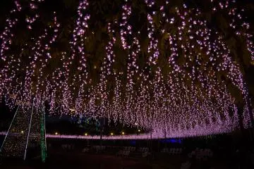 Terowongan wisteria mereka yang terkenal diubah menjadi jalur cahaya
