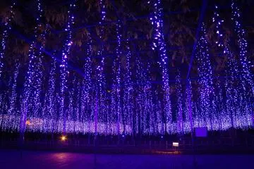 Cahaya-cahaya wisteria bergantung rendah, menciptakan atmosfer bak mimpi yang sempurna untuk difoto