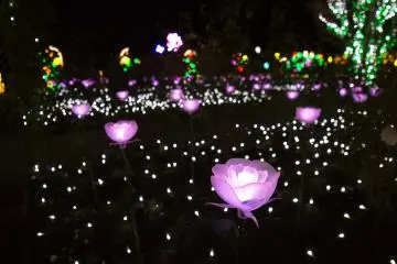 Taman cahaya mawarnya sangat romantis dan spektakuler