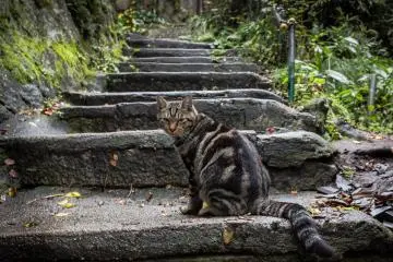 One of the many cats along the way