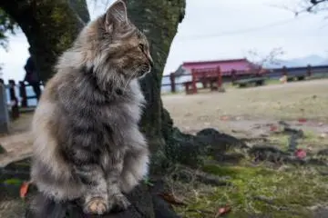 A cat at the local park