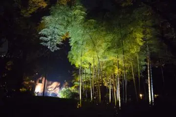 The little bamboo grove at the end of the route