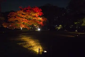The final autumn tree at the end of the route bidding you a grand farewell