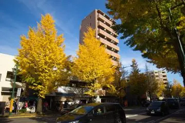 Pepohonan gingko yang berjejer di jalan