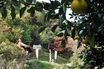Behind the temple are some citrus fruit trees and tiny Konpira Shrine.