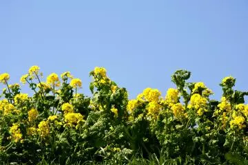 Nanohana adalah keluarga Brassica