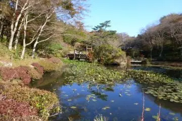 Alpine Garden Mt Rock