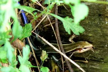Blue tailed lizard
