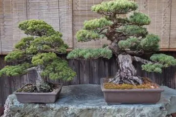There are some impressive bonsai within the Sagawa compound