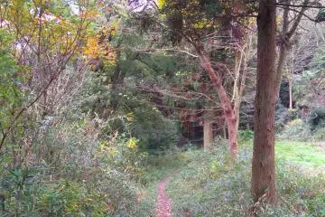Part of forest trail 
