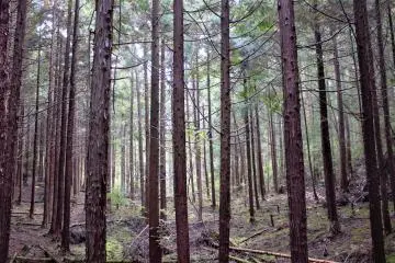 A small dirt trail leads off from the park into several less-maintained forest trails