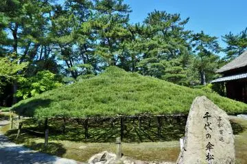 A 600-year-old 'umbrella' pine tree