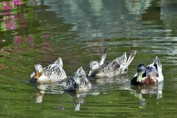 Residents of the garden