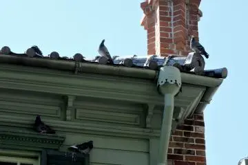 An audience of pigeons
